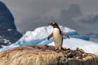 Antarctica, Petermann Island. Gentoo penguin at nest. Art Print
